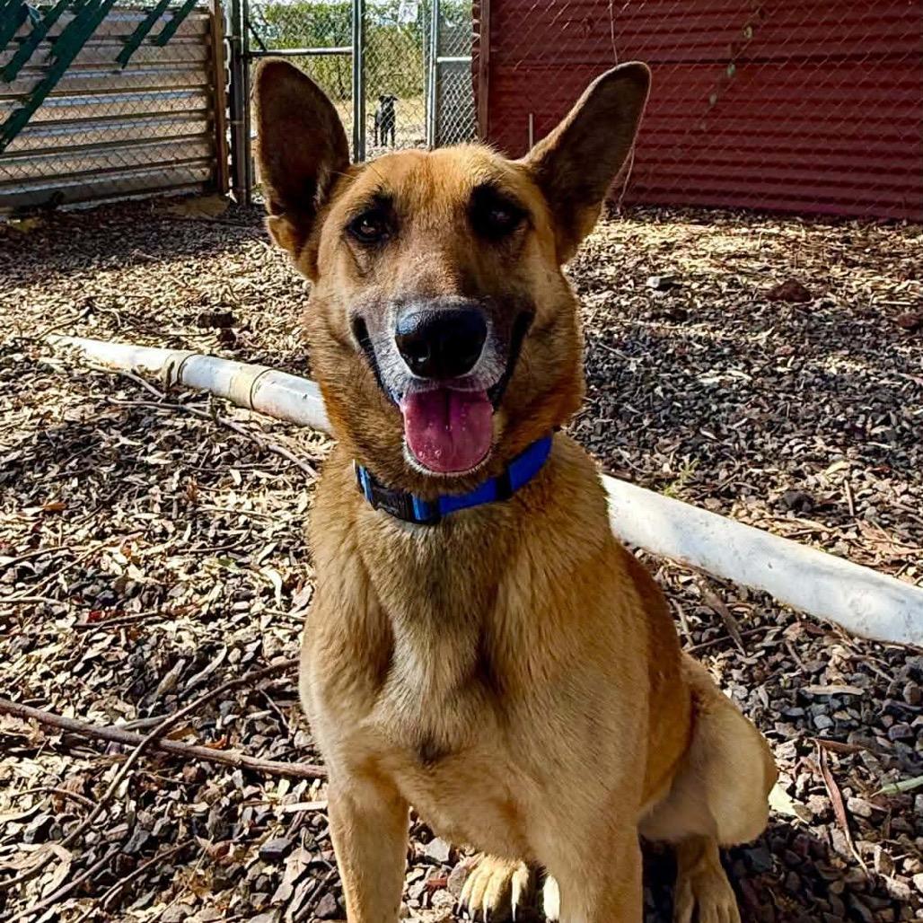 Enlarge Ben Hur, a Adoptable mixed breed in Bend, OR image 1/6