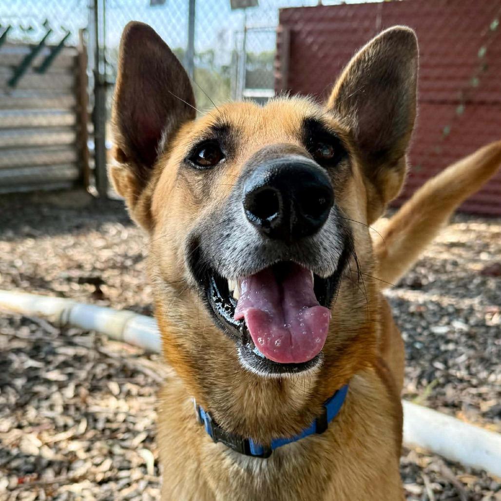 Enlarge Ben Hur, a Adoptable mixed breed in Bend, OR image 3/6