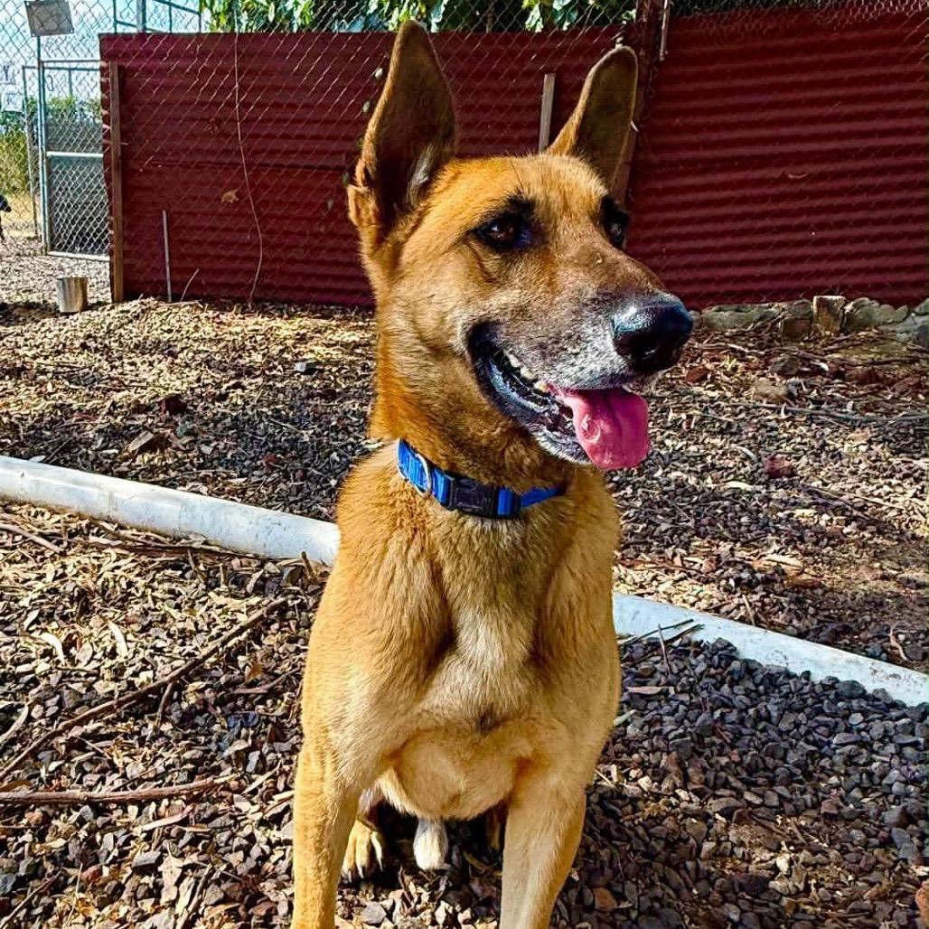 Enlarge Ben Hur, a Adoptable mixed breed in Bend, OR image 5/6