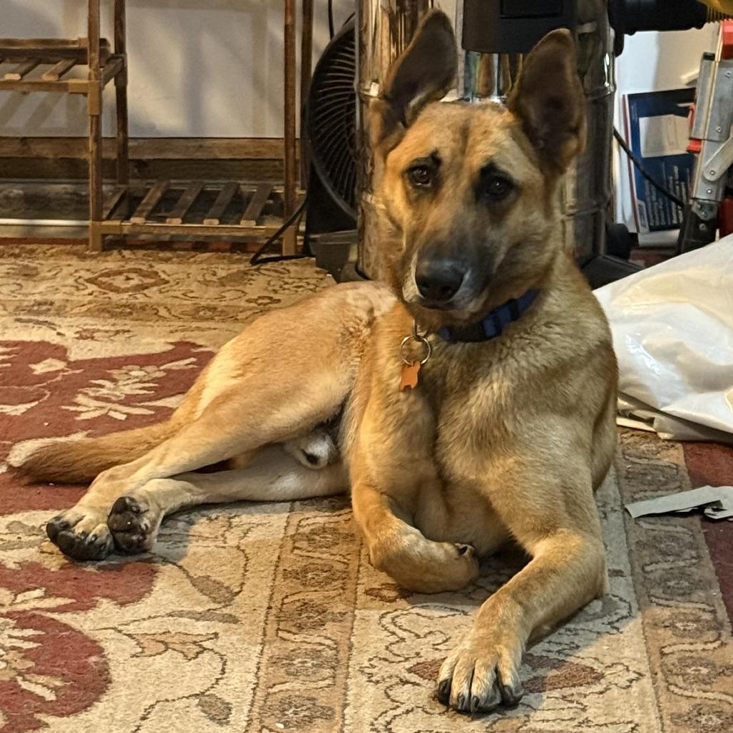 Enlarge Ben Hur, a Adoptable mixed breed in Bend, OR image 6/6