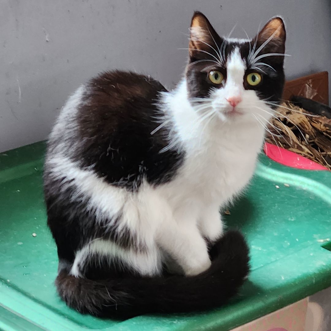 Oreo, Adoptable, Young Female Domestic Short Hair.