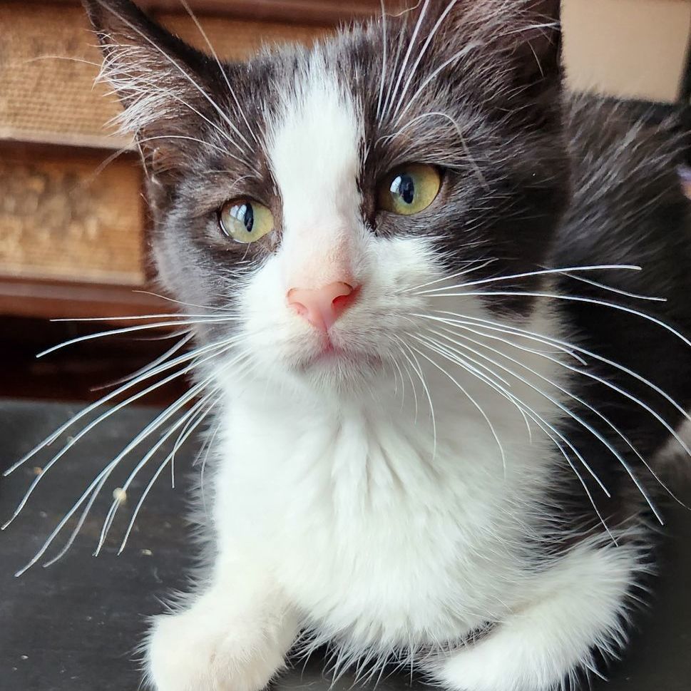 Oreo, a Adoptable Domestic Short Hair in New Cumberland, PA image 2/3