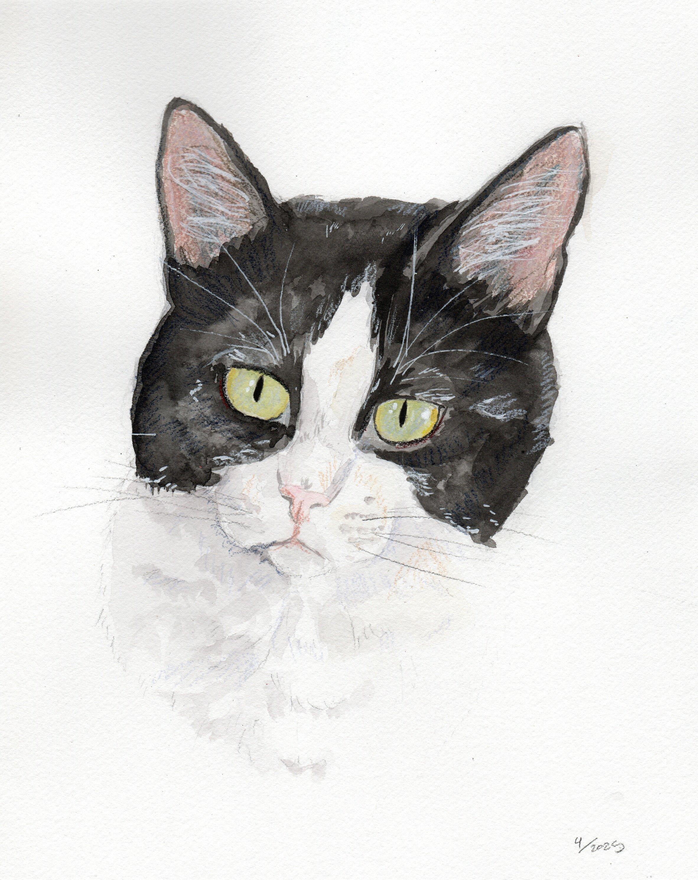 Oreo, a Adoptable Domestic Short Hair in New Cumberland, PA image 3/3