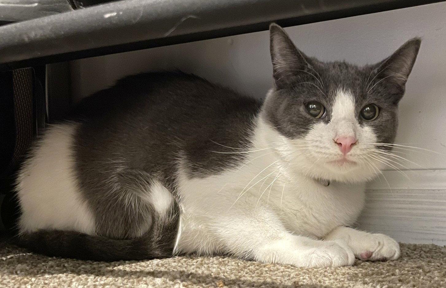 Enlarge Velma and Shaggy, a Adoptable Domestic Short Hair in Shawnee, KS image 1/3