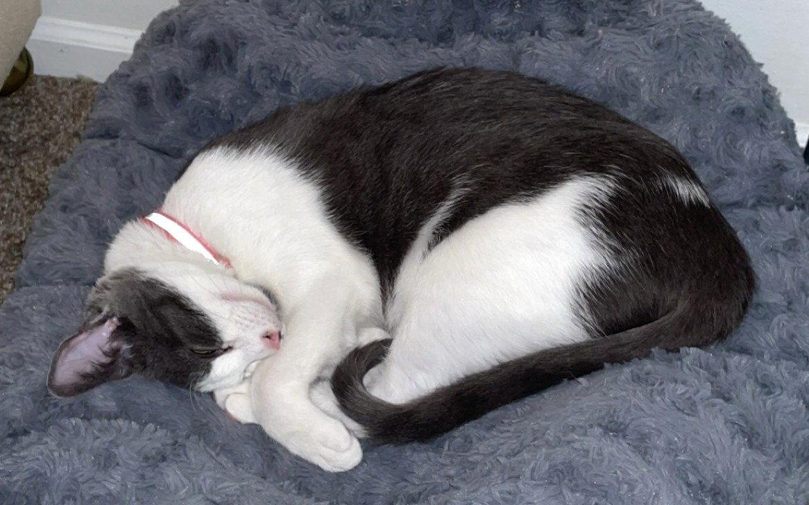 Enlarge Velma and Shaggy, a Adoptable Domestic Short Hair in Shawnee, KS image 2/3