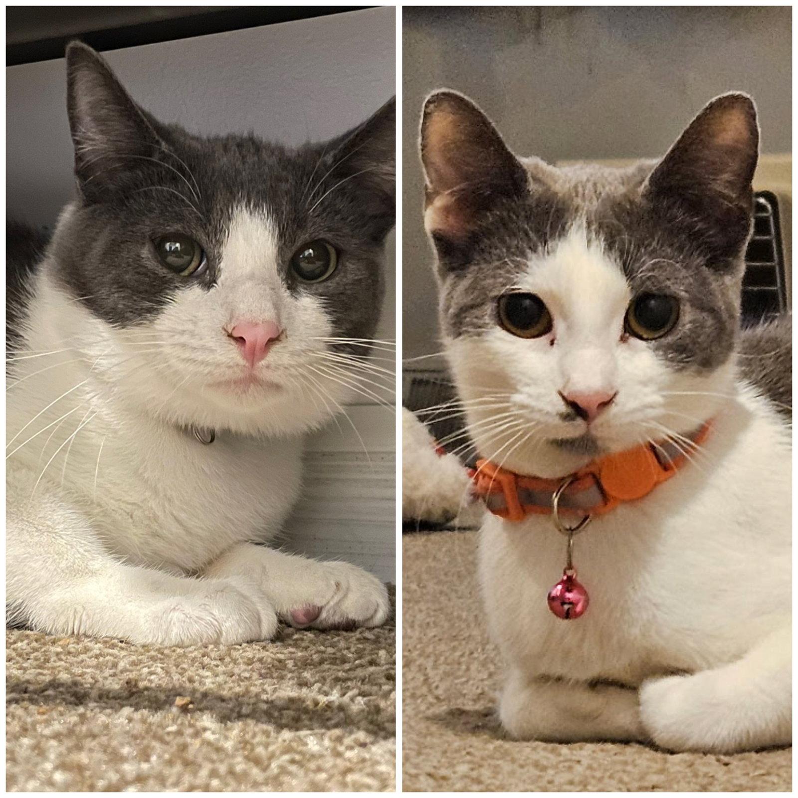 Enlarge Velma and Shaggy, a Adoptable Domestic Short Hair in Shawnee, KS image 3/3
