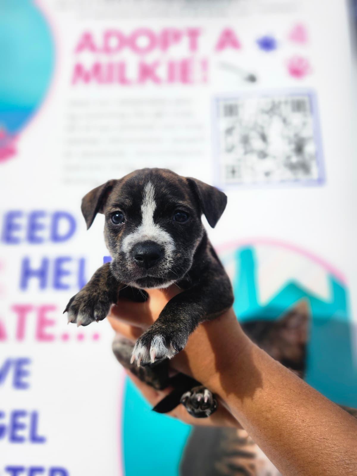 Enlarge Drumstick, a Adoptable mixed breed in Kissimmee, FL image 1/3