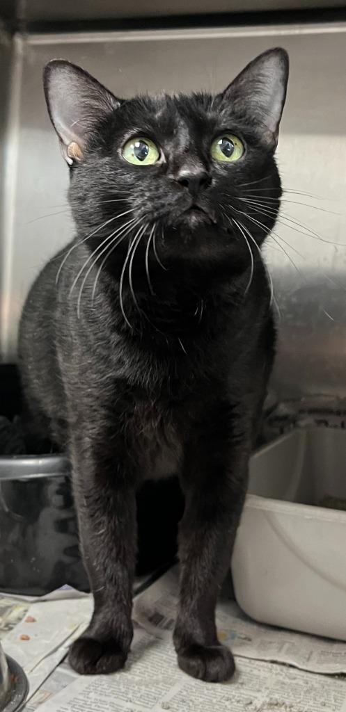 Misfit, Adoptable, Senior Female Domestic Short Hair.