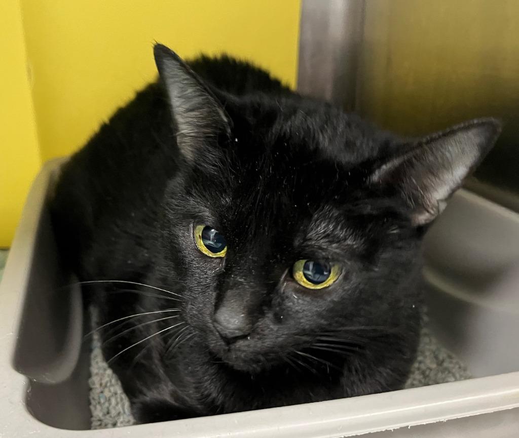 Misfit, Adoptable, Senior Female Domestic Short Hair.