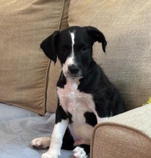 Aster, Adoptable, Puppy Male Poodle.