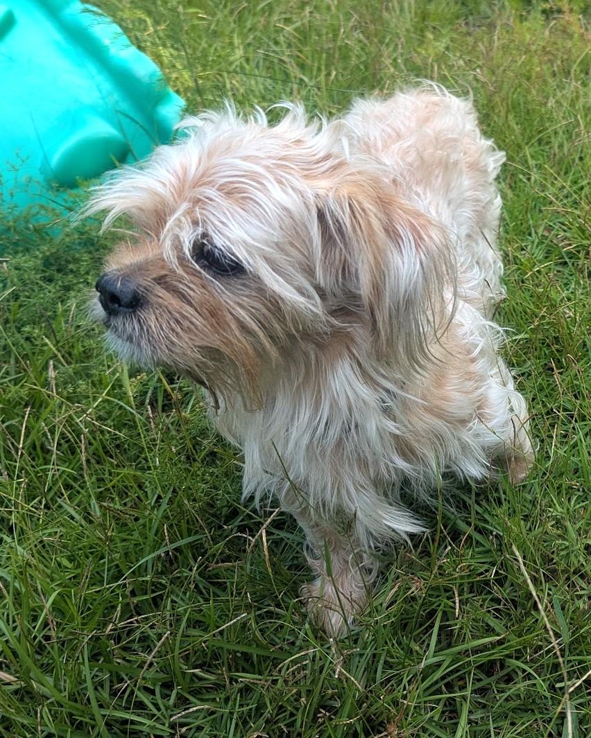 Enlarge COOPER, a Adoptable mixed breed in Fosters, AL image 4/6