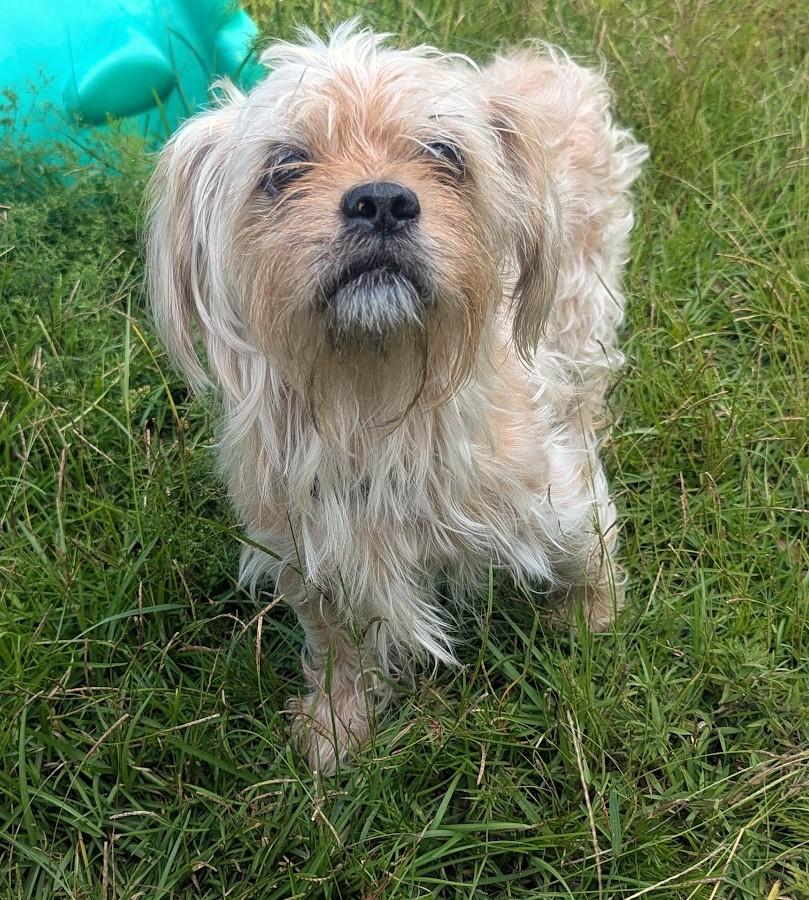 COOPER, Adoptable, Senior Male Shih Tzu & Yorkshire Terrier.