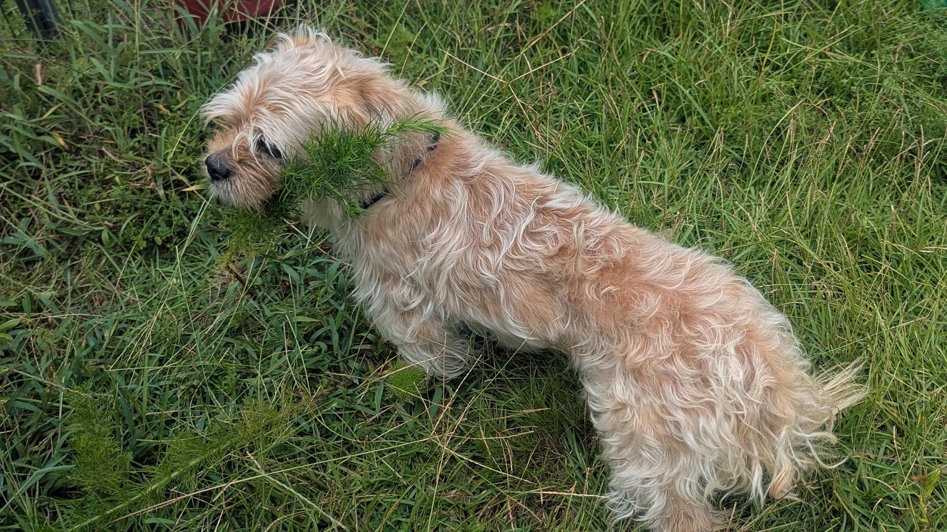 Enlarge COOPER, a Adoptable mixed breed in Fosters, AL image 2/6