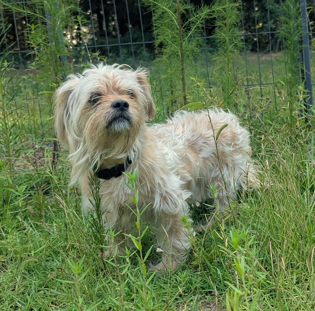 Enlarge COOPER, a Adoptable mixed breed in Fosters, AL image 6/6