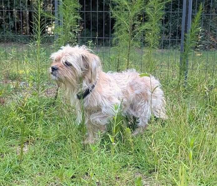 Enlarge COOPER, a Adoptable mixed breed in Fosters, AL image 5/6