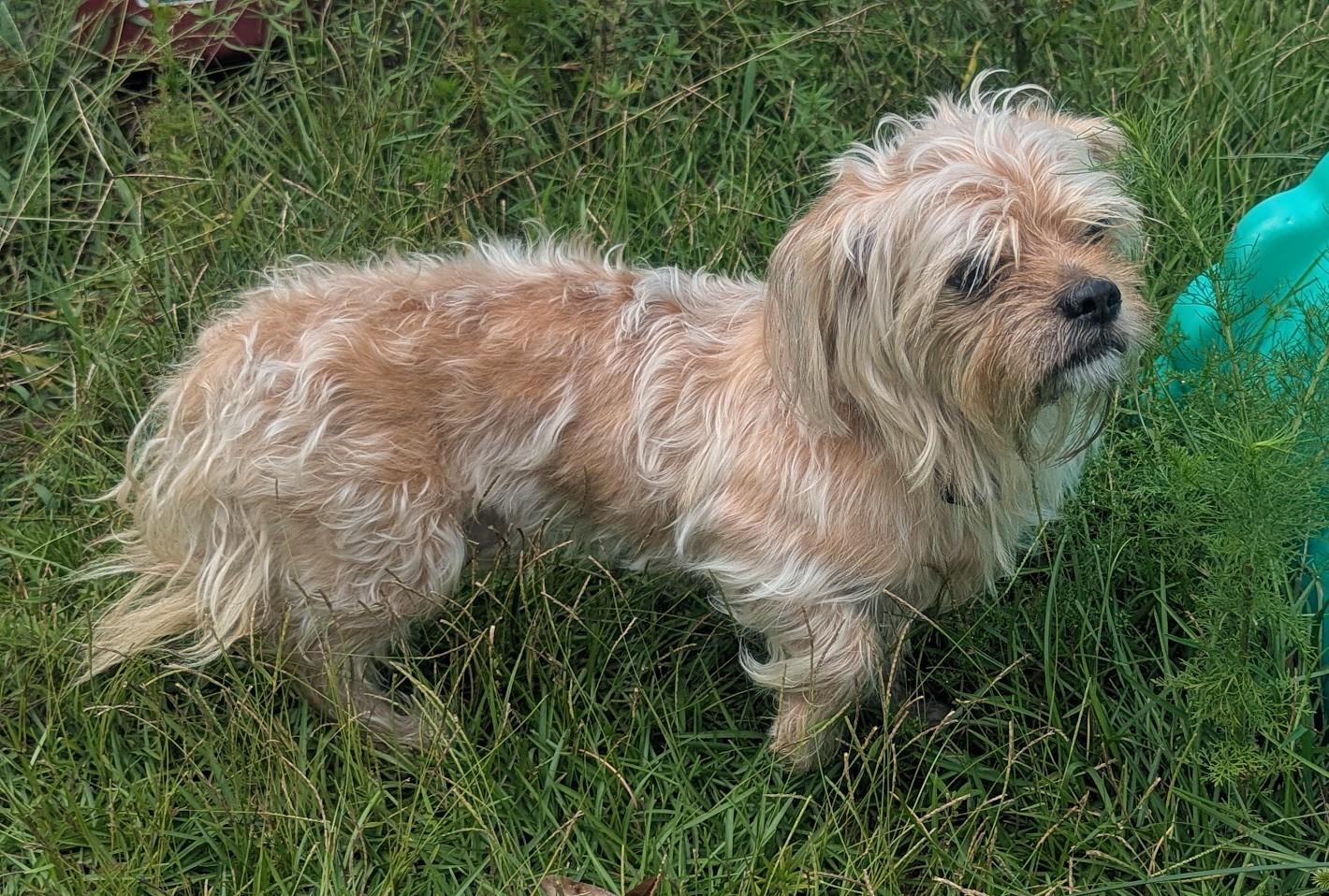Enlarge COOPER, a Adoptable mixed breed in Fosters, AL image 3/6