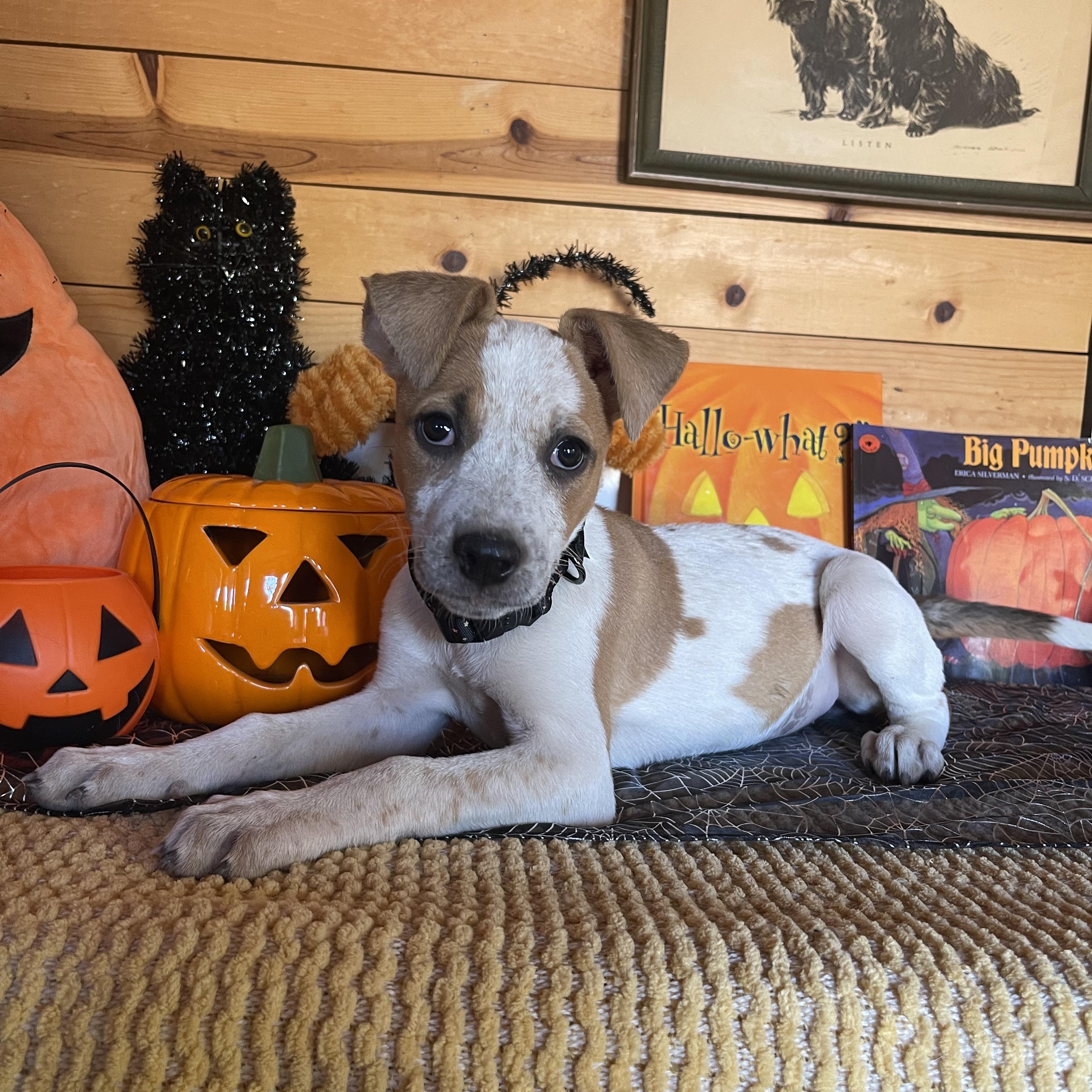 Enlarge Jade, a Adoptable mixed breed in Vacaville, CA image 1/4