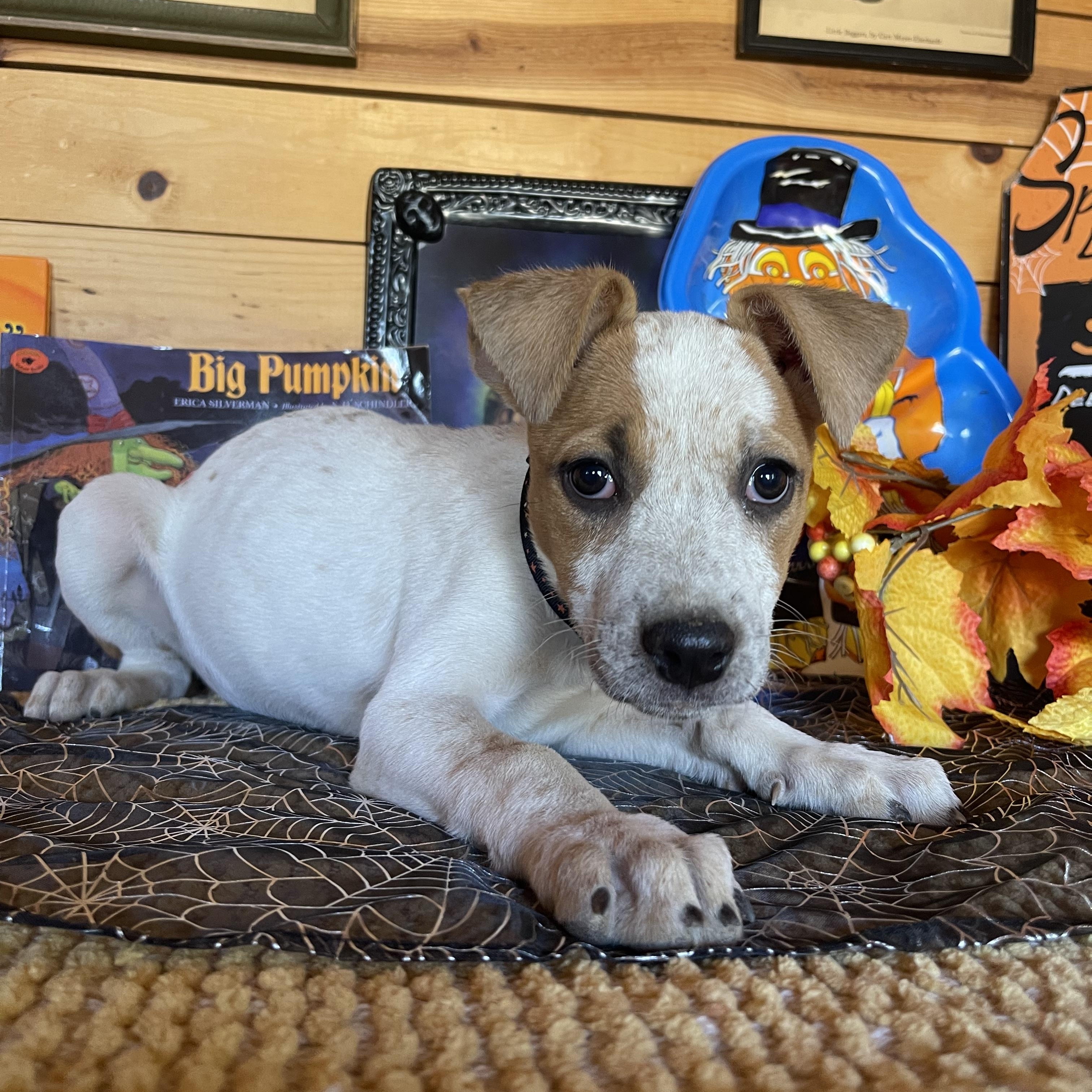 Enlarge Jade, a Adoptable mixed breed in Vacaville, CA image 2/4