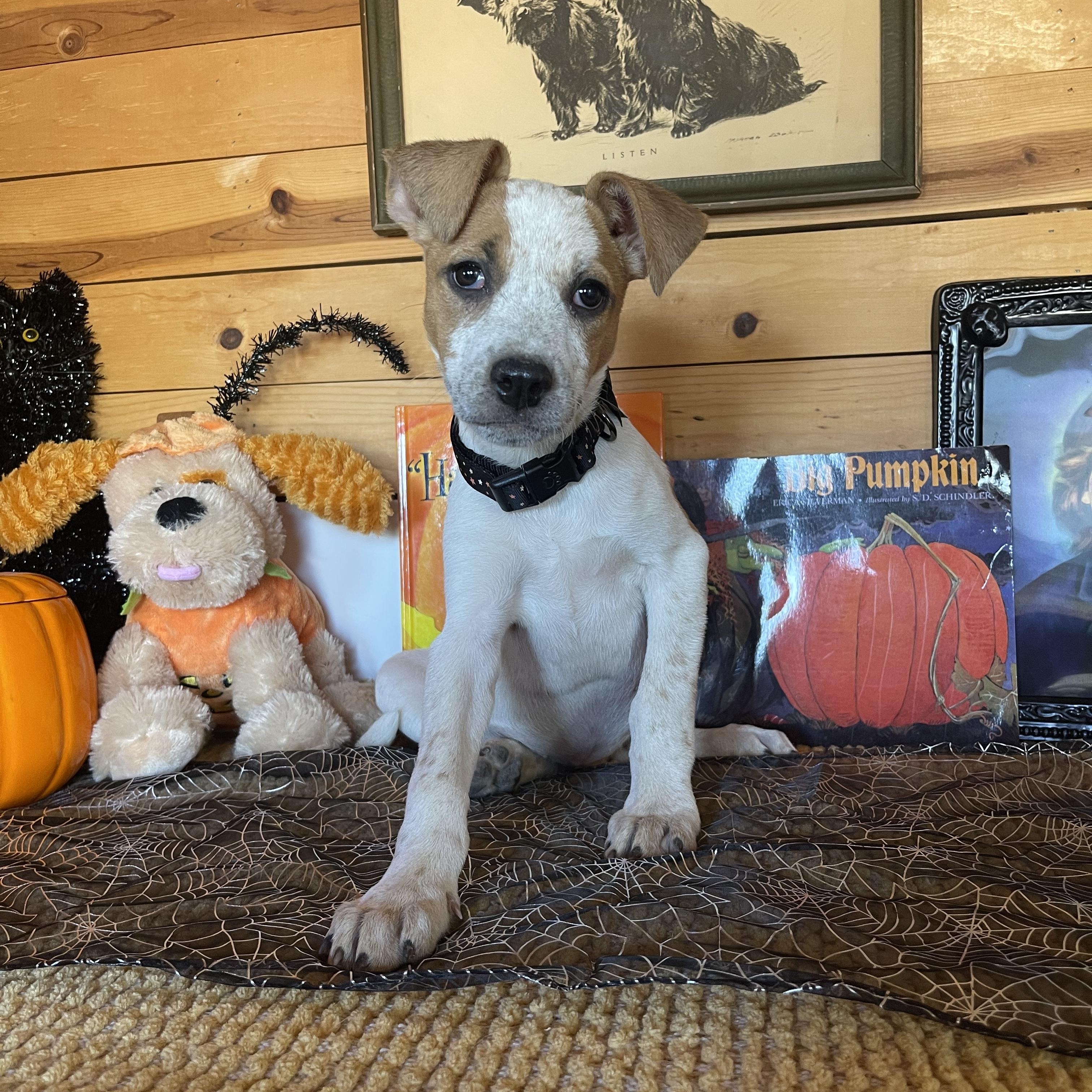 Enlarge Jade, a Adoptable mixed breed in Vacaville, CA image 4/4