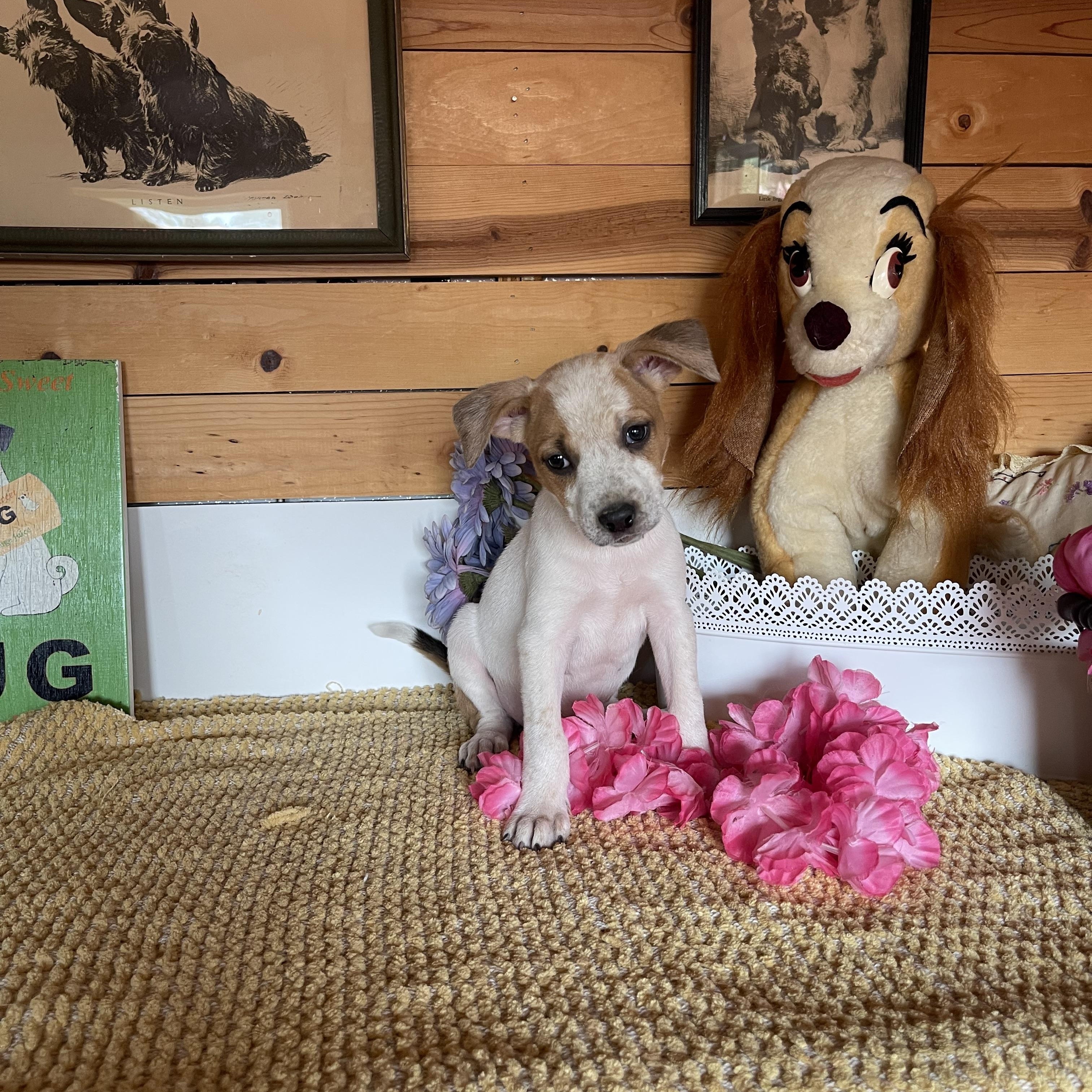 Jade, Adoptable, Puppy Female Cattle Dog.