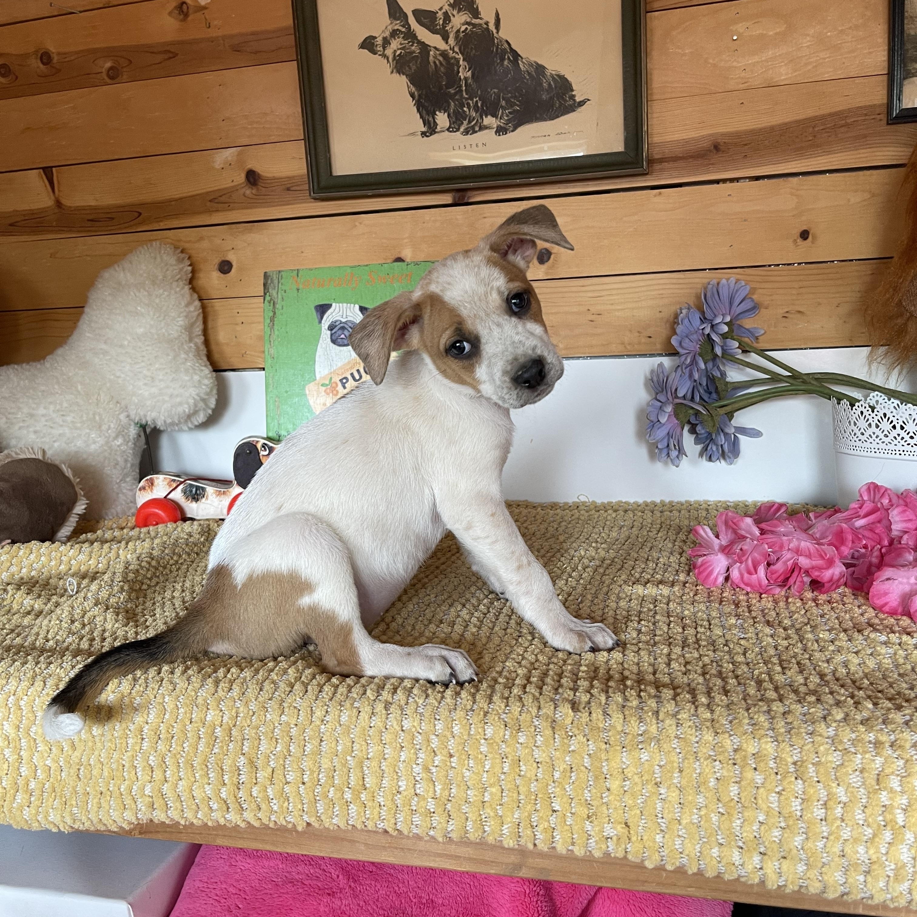 Enlarge Jade, a Adoptable mixed breed in Vacaville, CA image 3/3