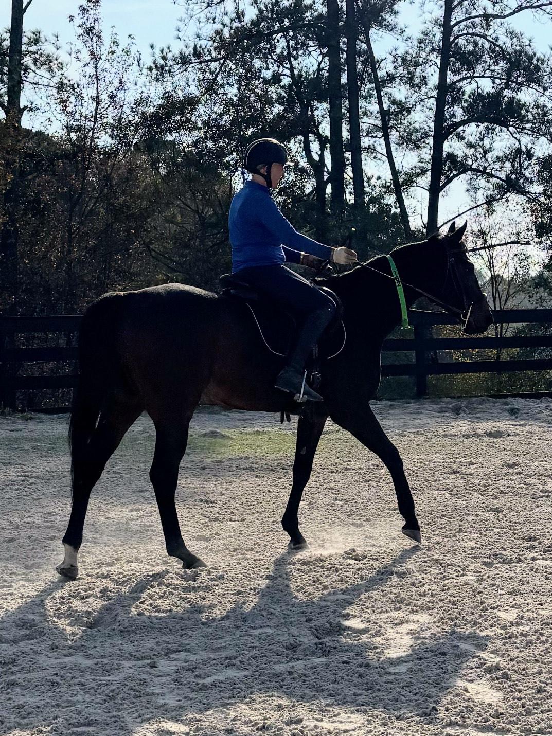 River, a Adoptable Thoroughbred in Aiken, SC image 1/4