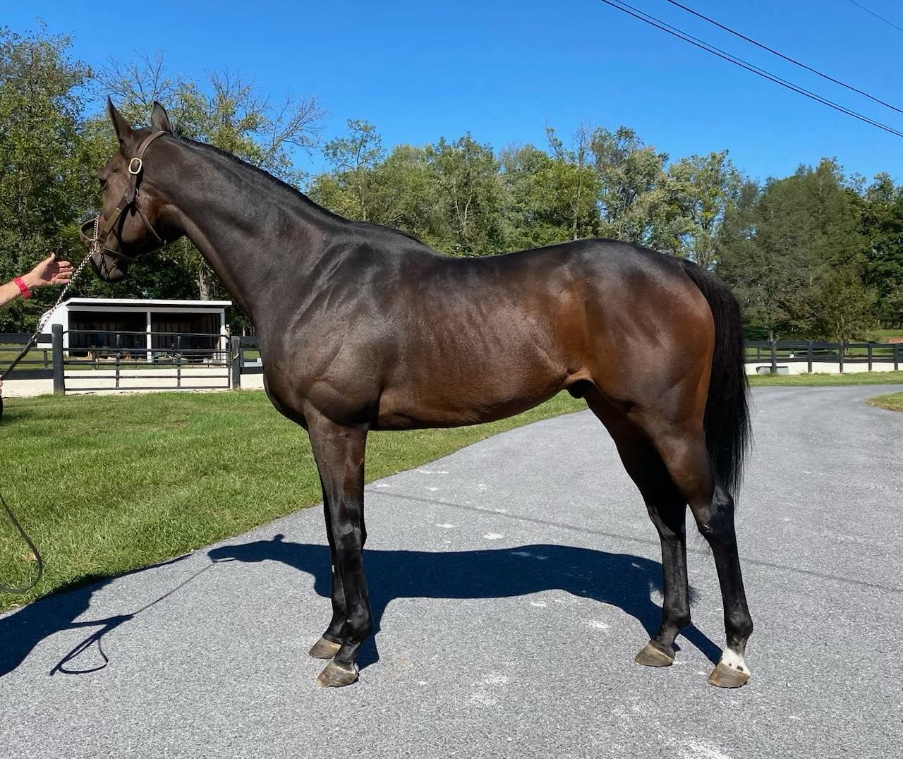 River, a Adoptable Thoroughbred in Aiken, SC image 4/4