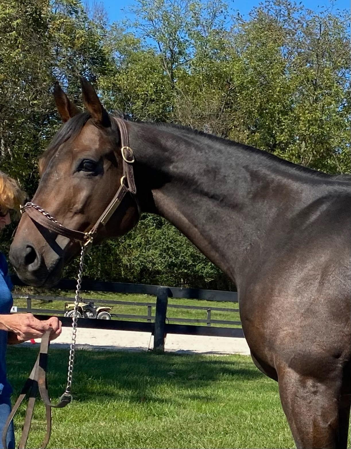 River, a Adoptable Thoroughbred in Aiken, SC image 2/4