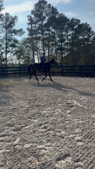 Enlarge River, a Adoptable Thoroughbred in Aiken, SC video 3/4