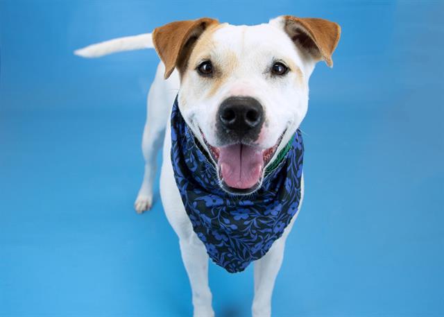 WILLOW CANNOLI, Adoptable, Adult Female Pointer & Mixed Breed.