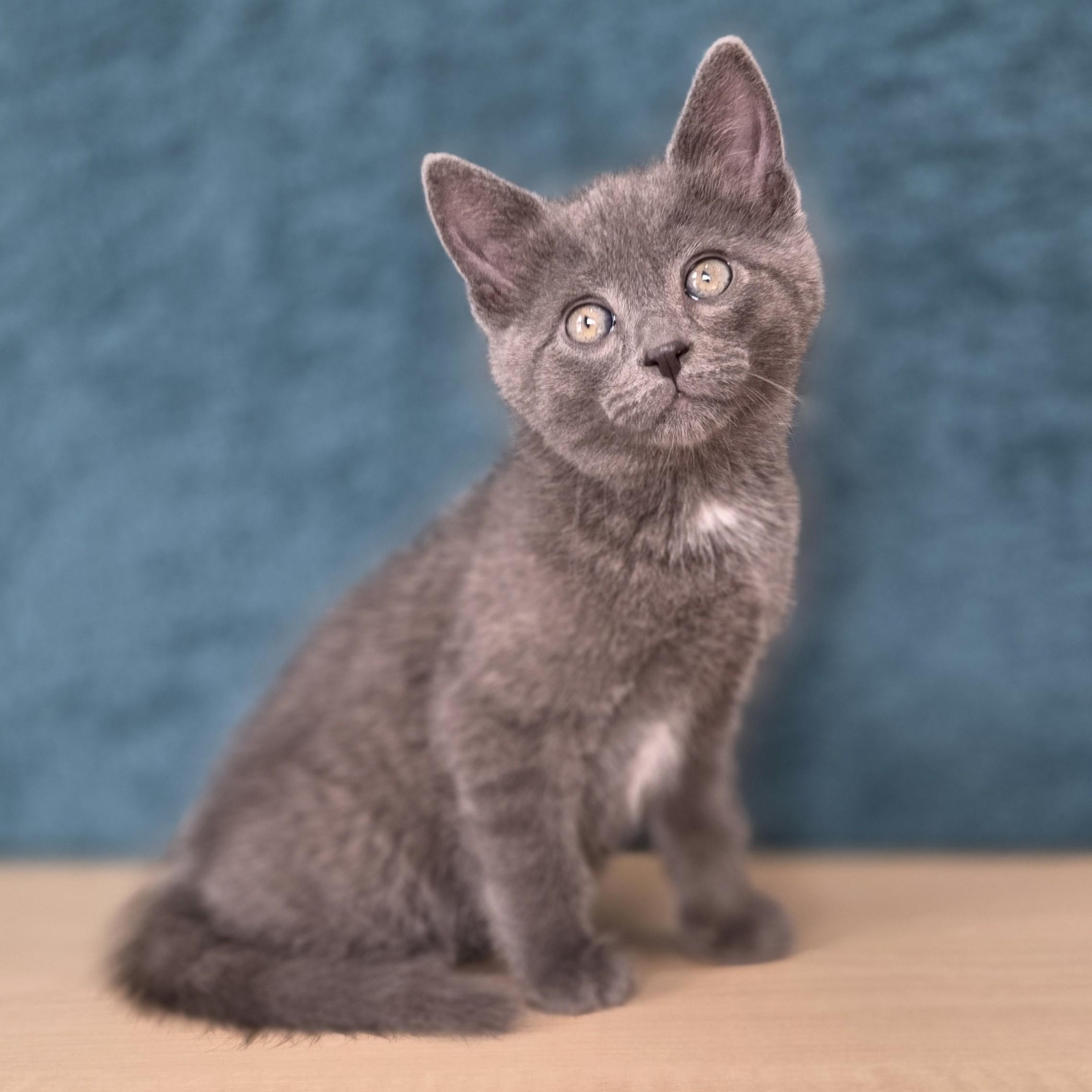 Enlarge Etch a Sketch, an adopted Domestic Short Hair in Macomb Twp, MI image 3/3