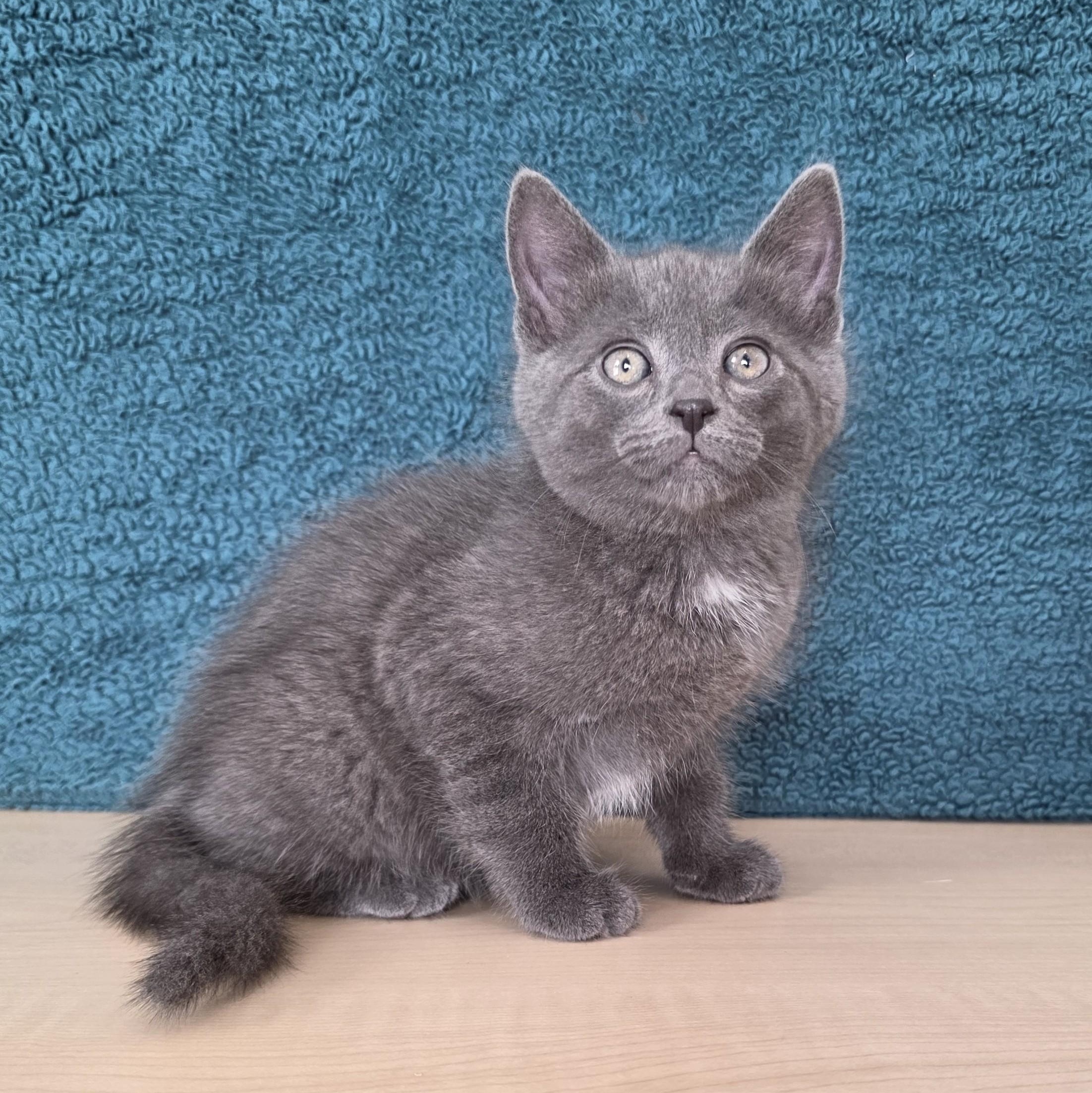 Enlarge Etch a Sketch, an adopted Domestic Short Hair in Macomb Twp, MI image 2/3