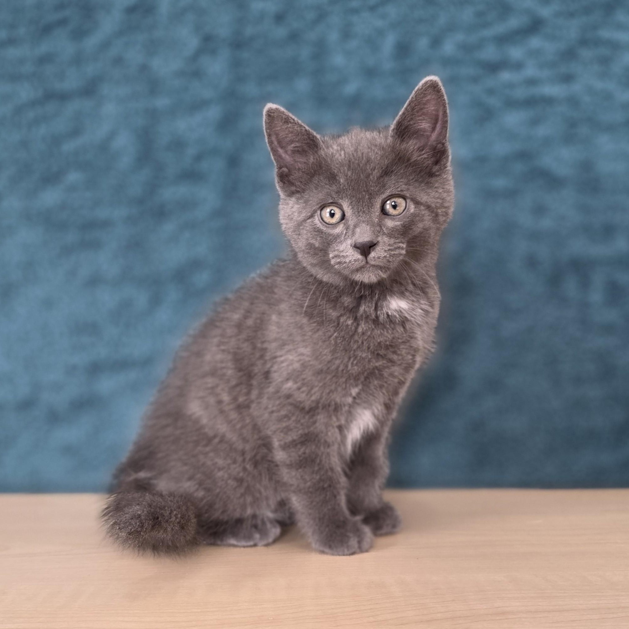 Etch a Sketch, adopted, Kitten Male Domestic Short Hair.