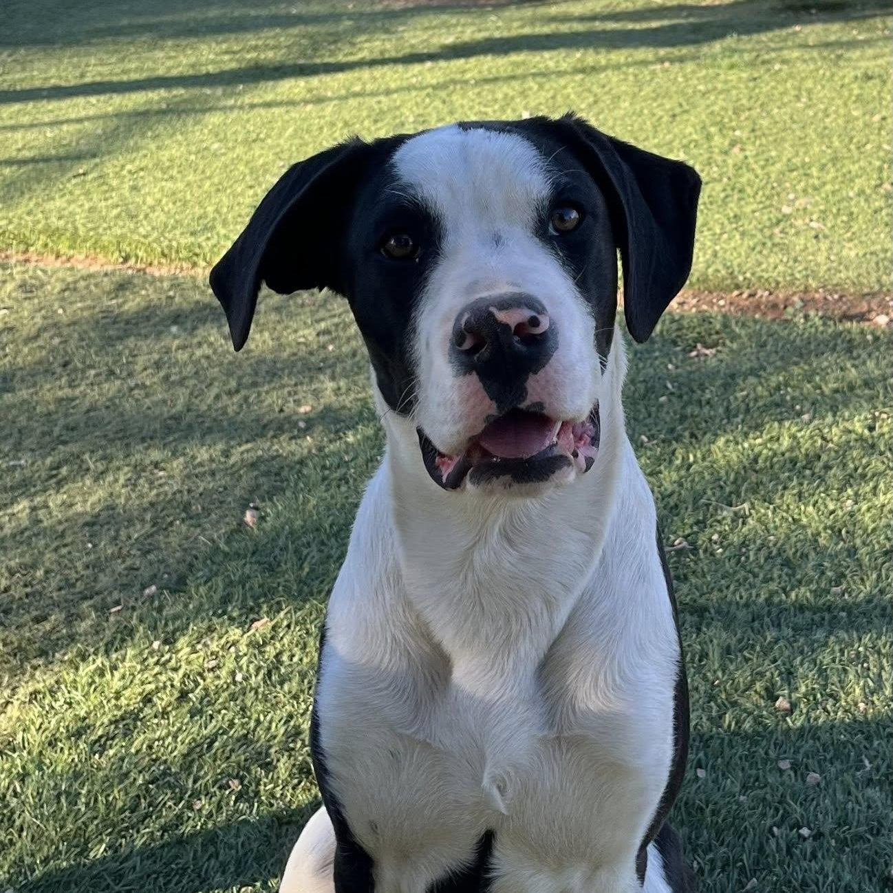 Enlarge Jayse, a ADOPTABLE mixed breed in Agua Dulce, CA image 1/2