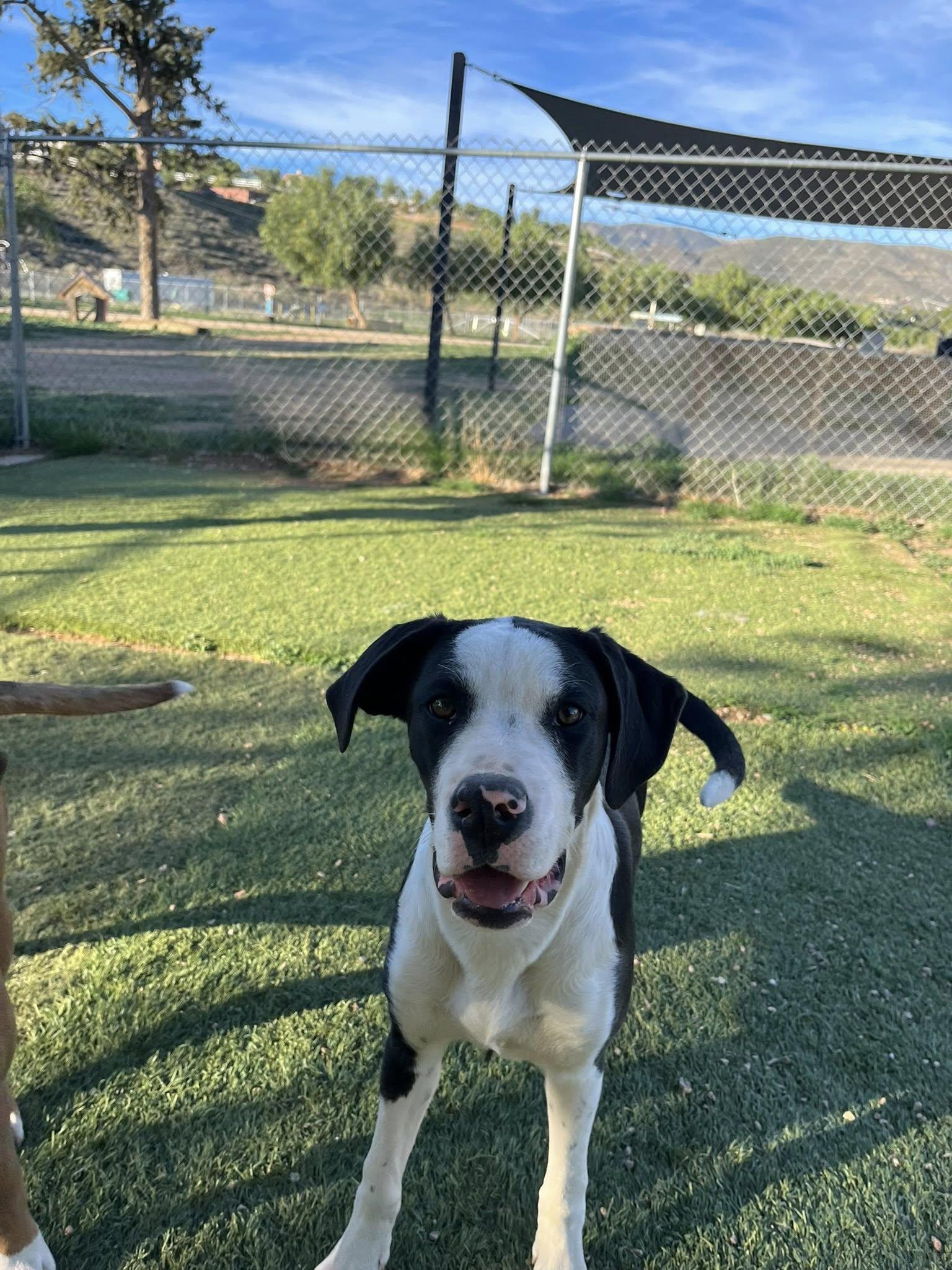 Enlarge Jayse, a ADOPTABLE mixed breed in Agua Dulce, CA image 2/2