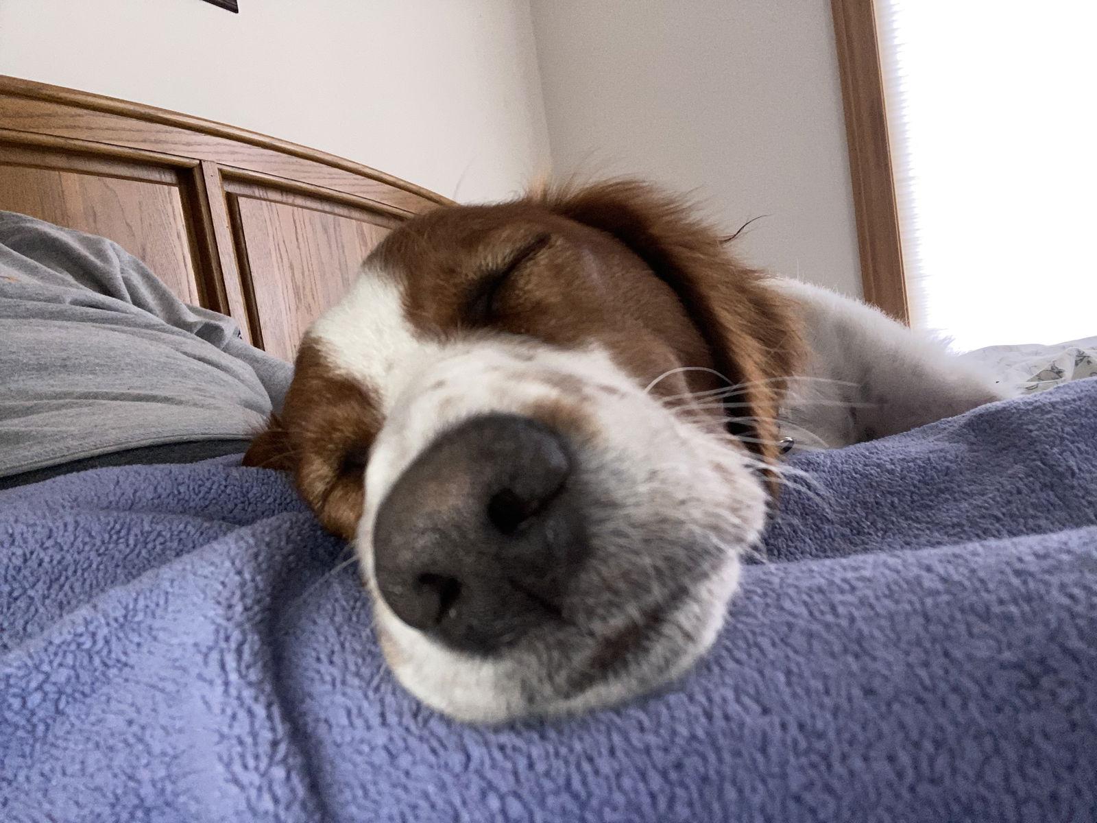 Enlarge MI/Dee, a Adoptable Brittany Spaniel in Detroit, MI image 1/3