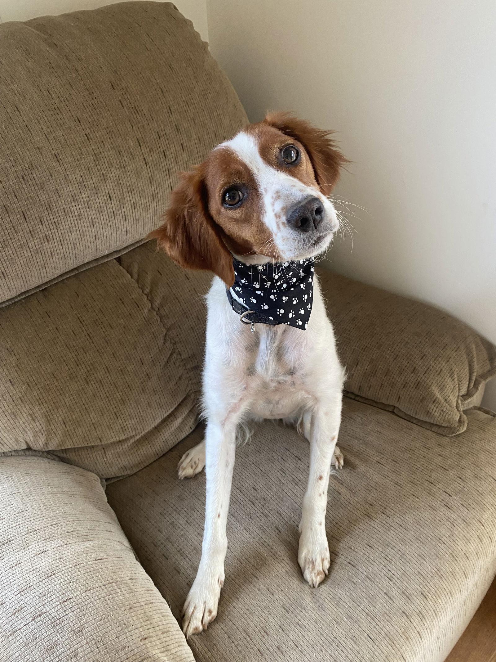 Enlarge MI/Dee, a Adoptable Brittany Spaniel in Detroit, MI image 2/3