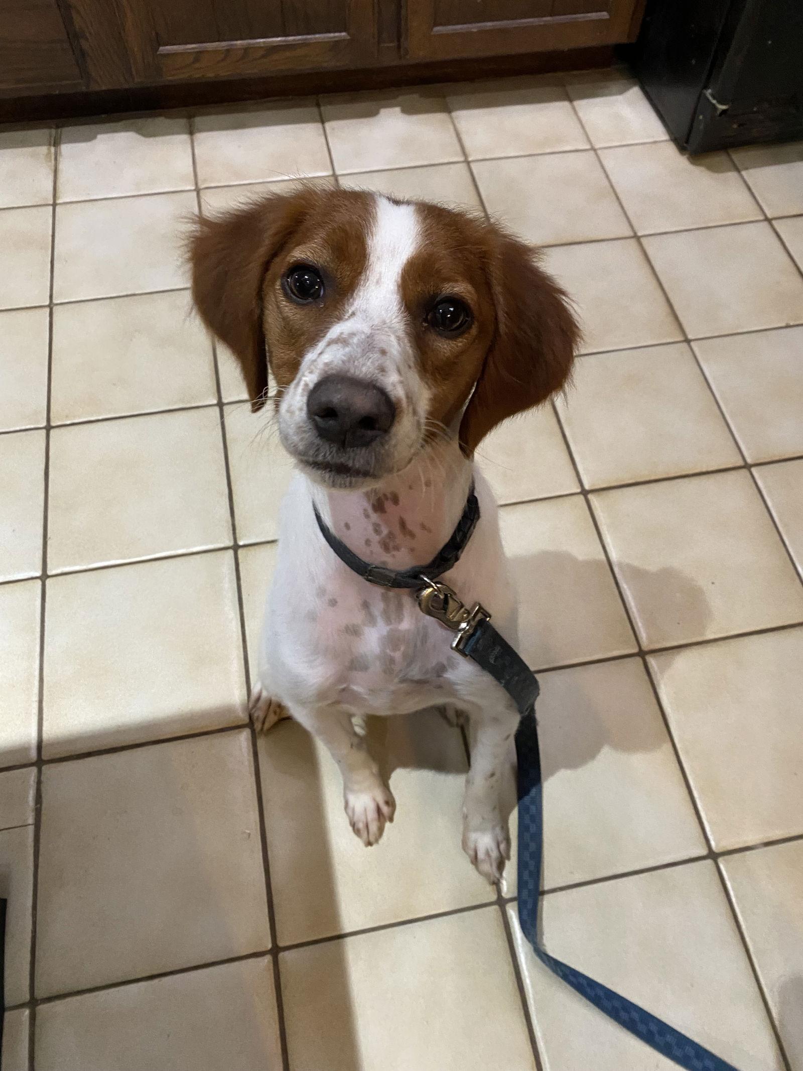 Enlarge MI/Dee, a Adoptable Brittany Spaniel in Detroit, MI image 3/3