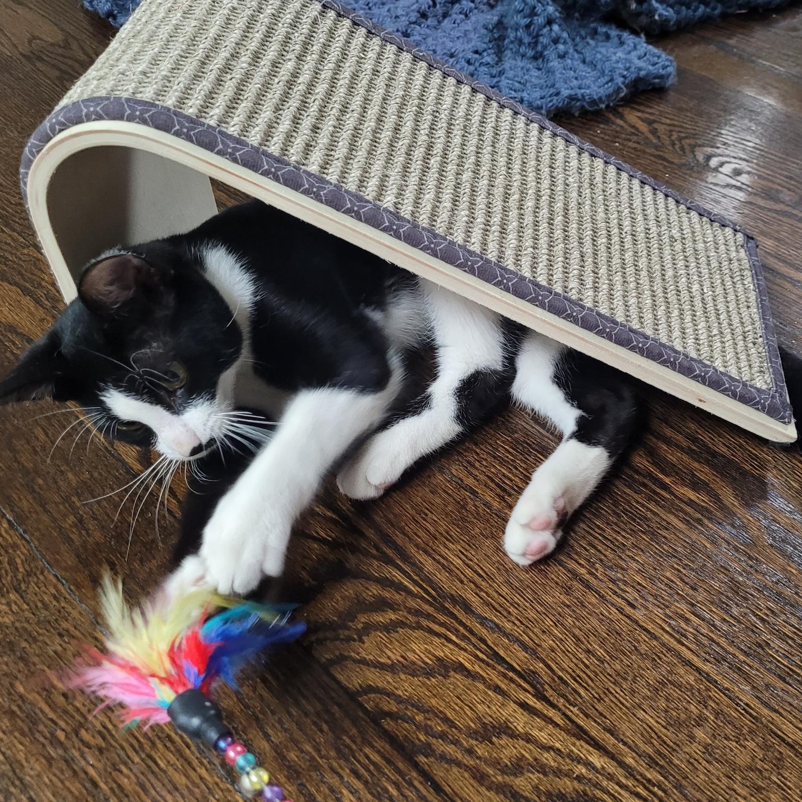 Hobbes, Adoptable, Young Male Domestic Short Hair.