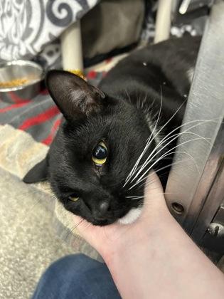 Socks, a Adoptable mixed breed in Scotia, NY image 1/3