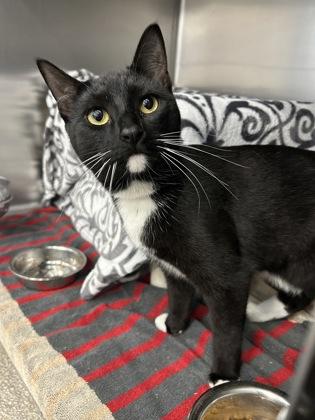 Socks, a Adoptable mixed breed in Scotia, NY image 2/3