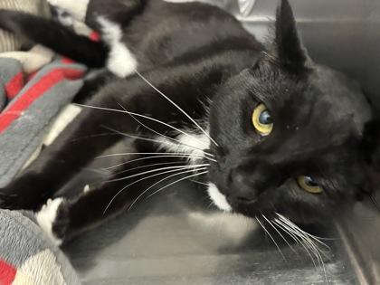 Socks, a Adoptable mixed breed in Scotia, NY image 3/3