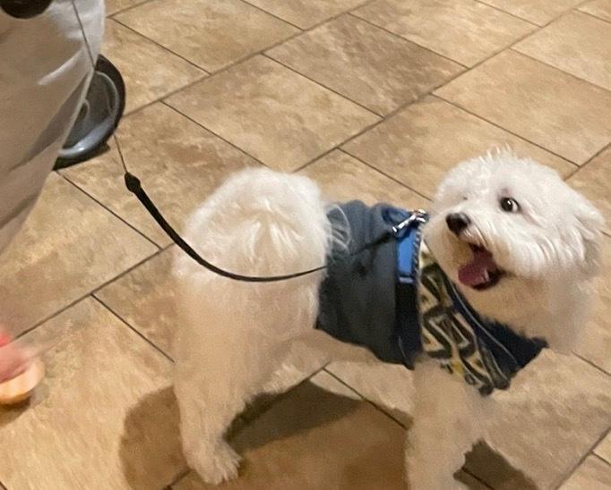 Cruiser, Adoptable, Adult Male Coton de Tulear.