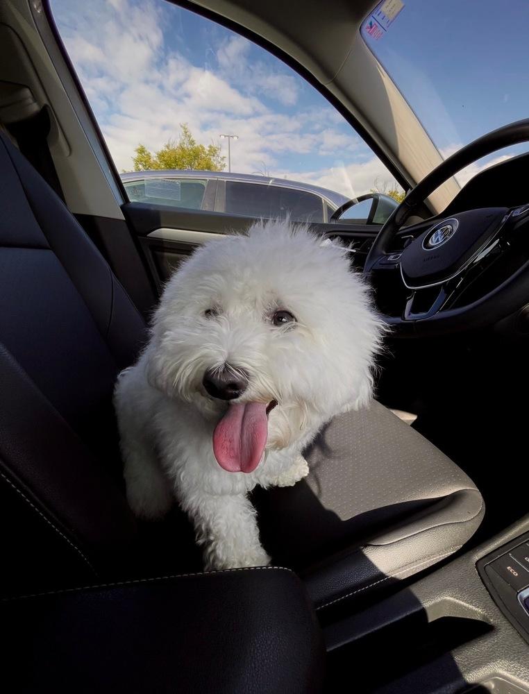 Enlarge Cruiser, a Adoptable Coton de Tulear in Waterbury, CT image 2/4