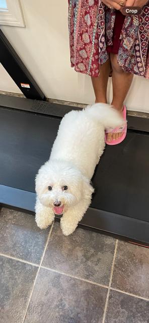 Enlarge Cruiser, a Adoptable Coton de Tulear in Waterbury, CT image 3/4