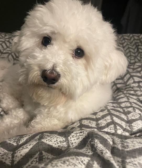 Enlarge Cruiser, a Adoptable Coton de Tulear in Waterbury, CT image 4/4