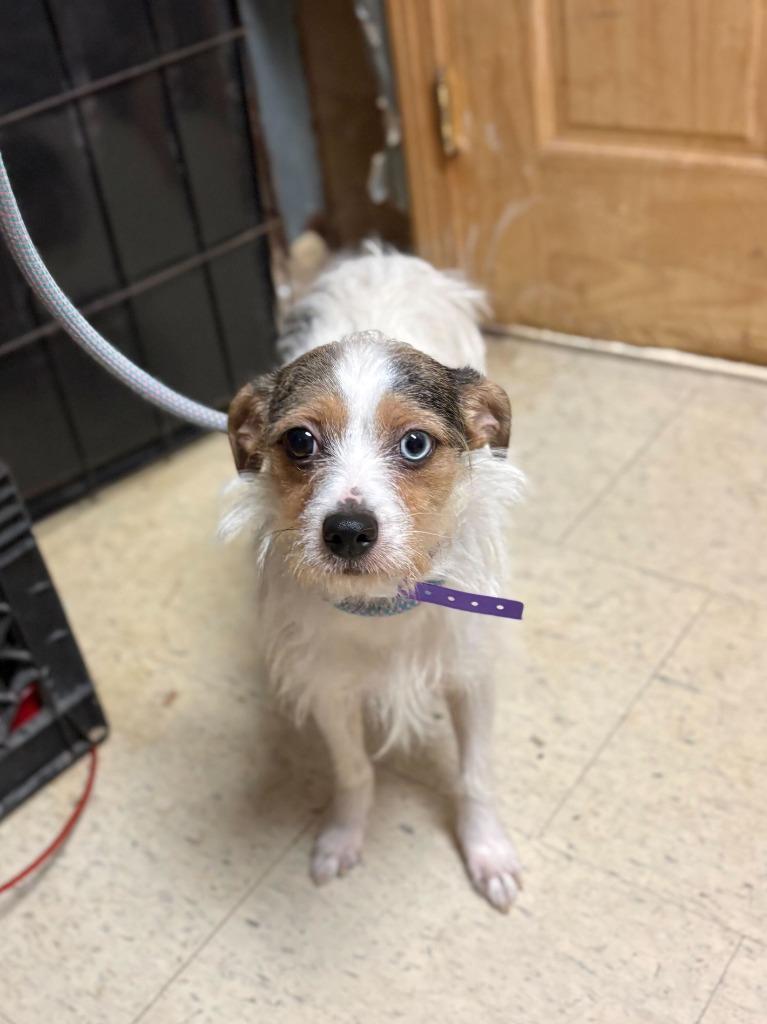 Pamela Anderson, Adoptable, Adult Female Terrier & Mixed Breed.