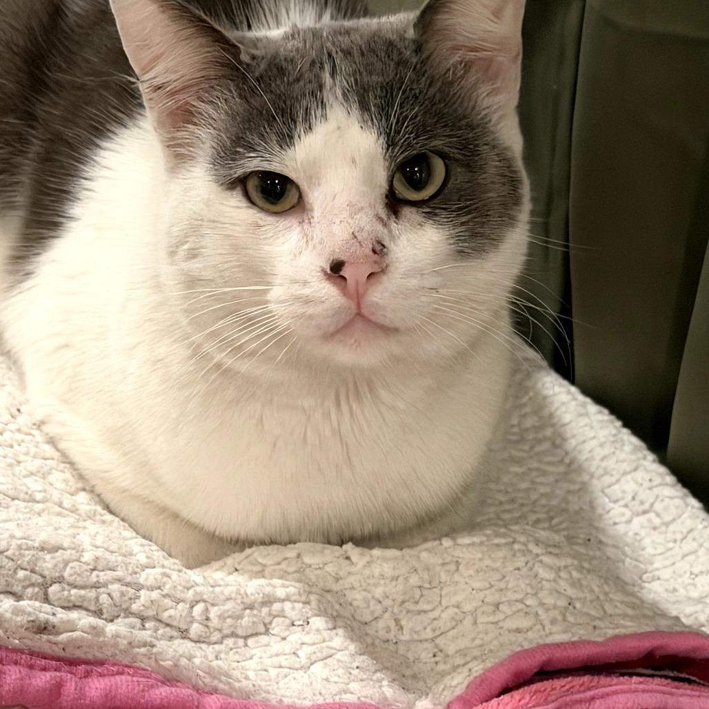 Enlarge Daniel, a Adoptable Domestic Short Hair in Brea, CA image 1/6