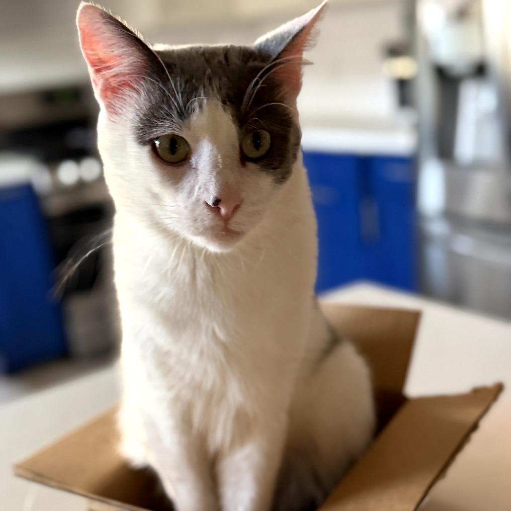 Enlarge Daniel, a Adoptable Domestic Short Hair in Brea, CA image 2/6
