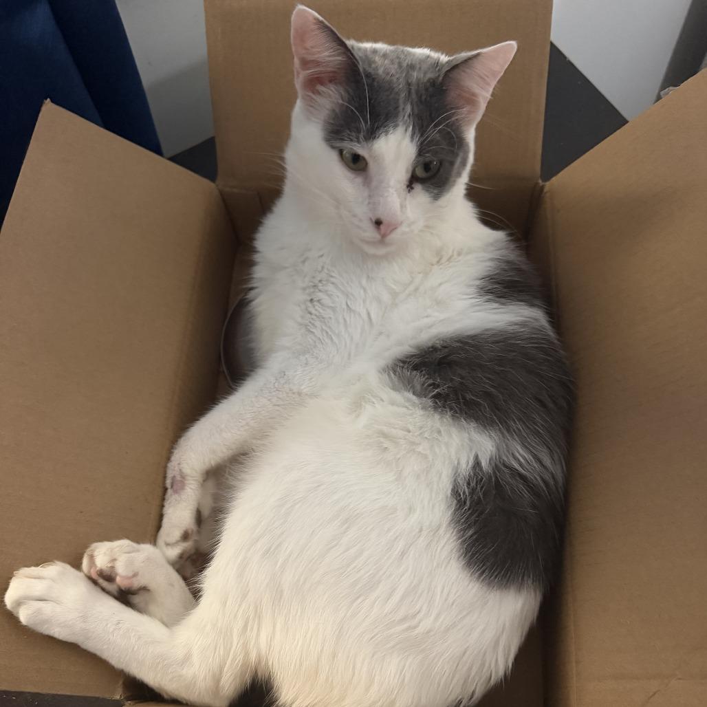 Enlarge Daniel, a Adoptable Domestic Short Hair in Brea, CA image 3/6